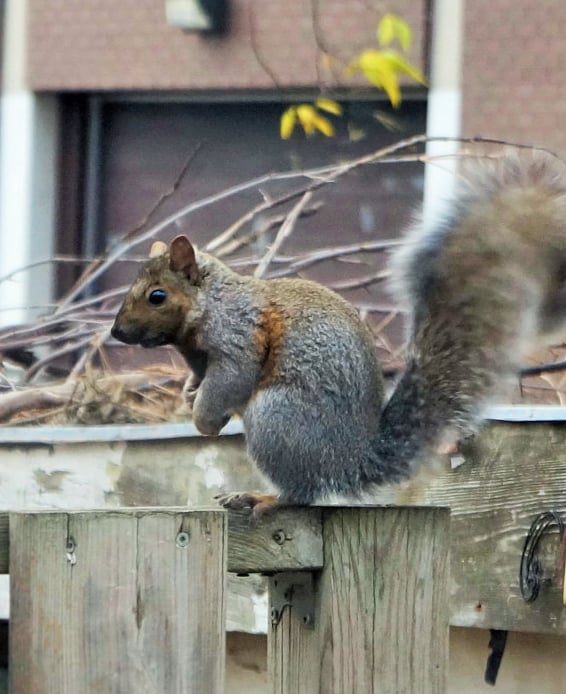 a Charlotte Squirrel Removal target for capture