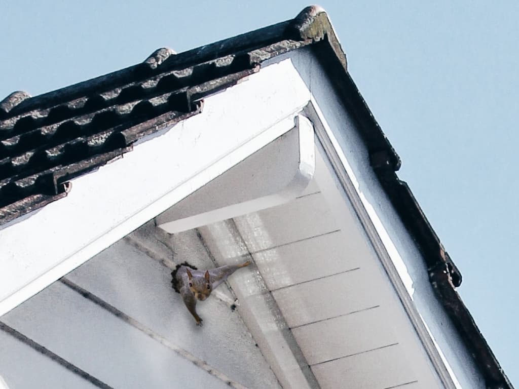 squirrel protecting its occupancy against a squirrel exclusion device