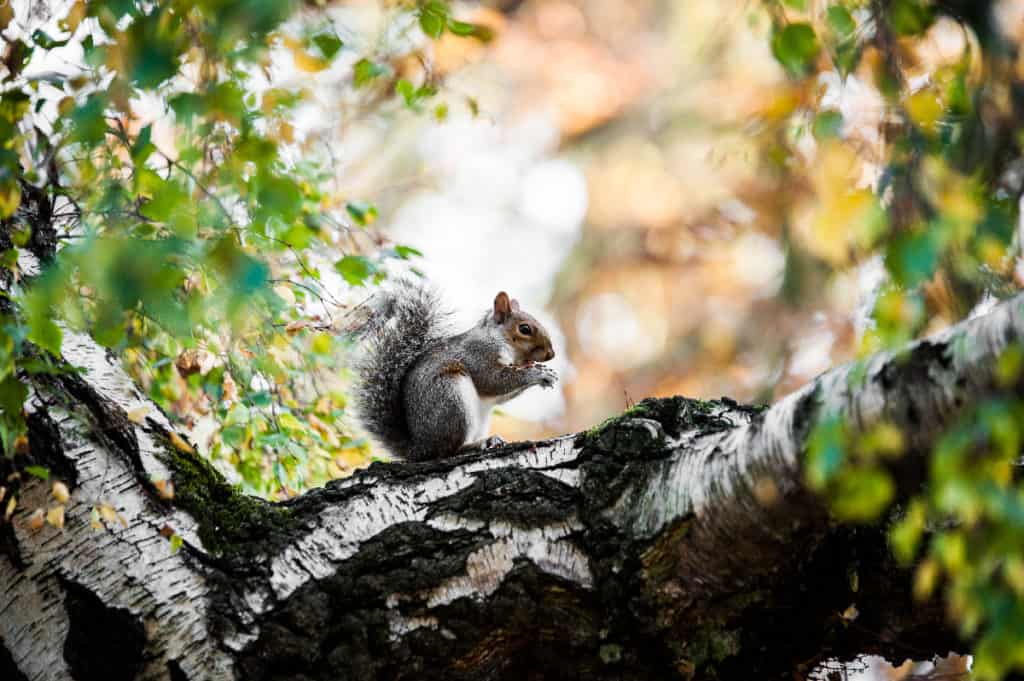 target of wildlife removal in charlotte nc