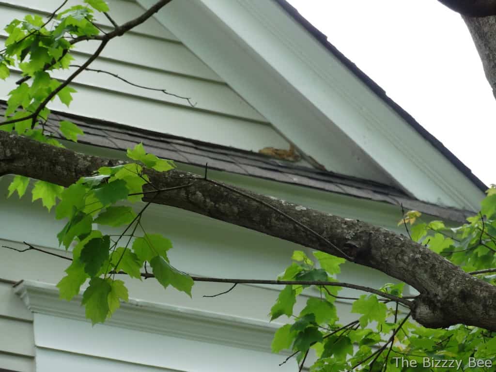 fresh squirrel chew after wildlife removal from Charlotte NC home